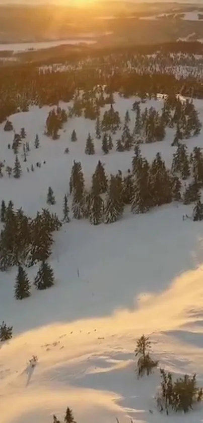 Scenic snowy sunrise with pine trees and golden light over a winter landscape.