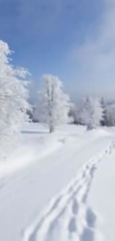 Beautiful snowy trees under a blue sky, creating a serene winter landscape.