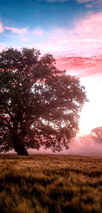 Lone tree on a field during sunset with vibrant sky