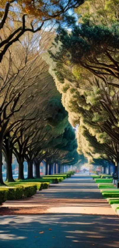 Vibrant tree-lined pathway under a sunlit sky, perfect for nature lovers.