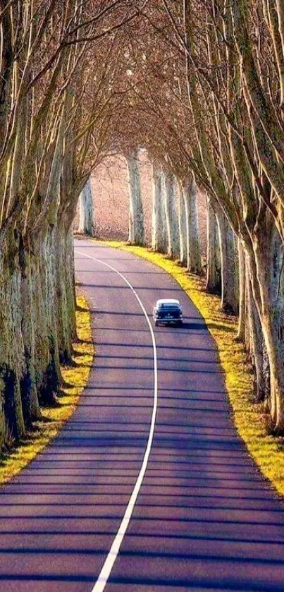 Serene tree-lined road wallpaper for mobile background.