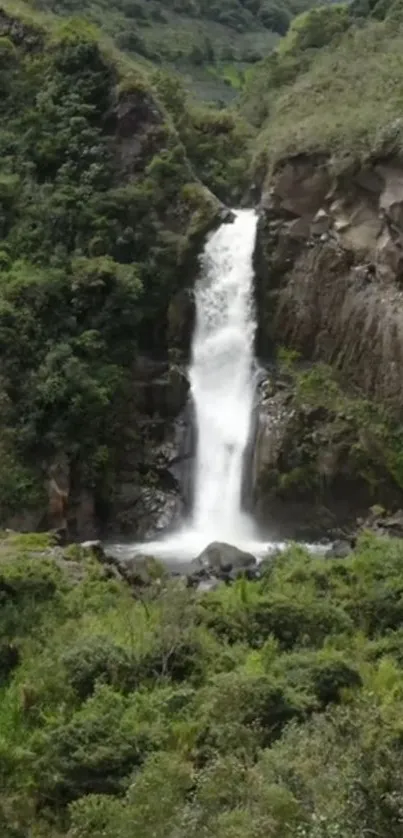 Lush green forest with a cascading waterfall in the center.