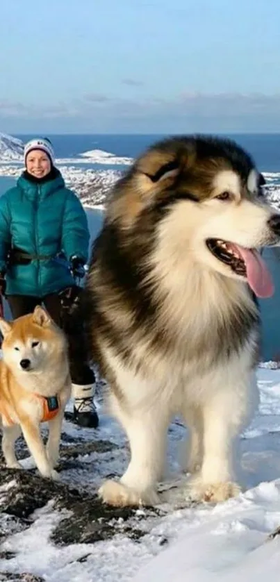 Two fluffy dogs and hiker in snowy mountains.