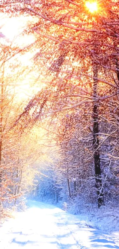 Snowy forest path with winter sunlight streaming through trees.