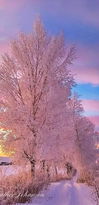 Snowy trees under a pastel sunset sky in a serene winter landscape.