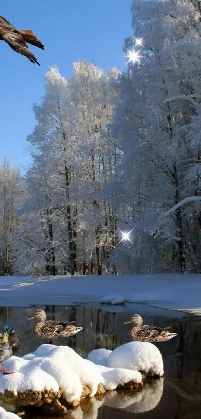 Hawk flying over snowy forest and river scene.