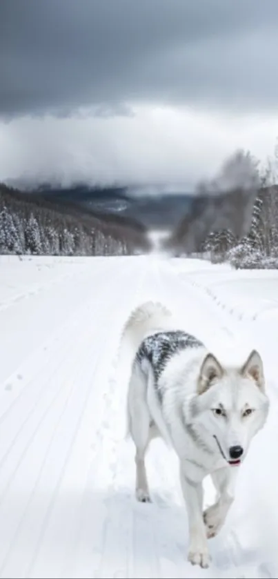 Majestic white wolf in a snowy winter forest, under a clouded sky.