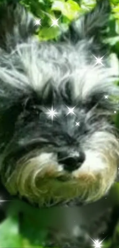 Fluffy schnauzer with sparkles in a green leafy background.