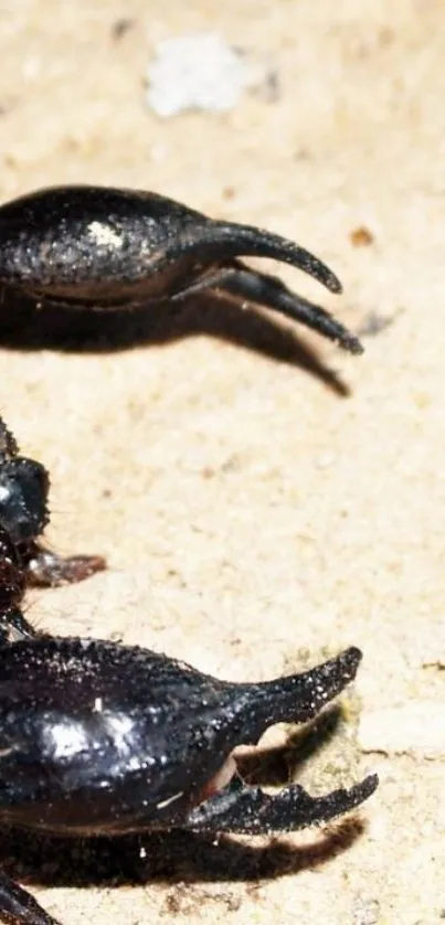 Close-up of a dark scorpion on sandy surface.