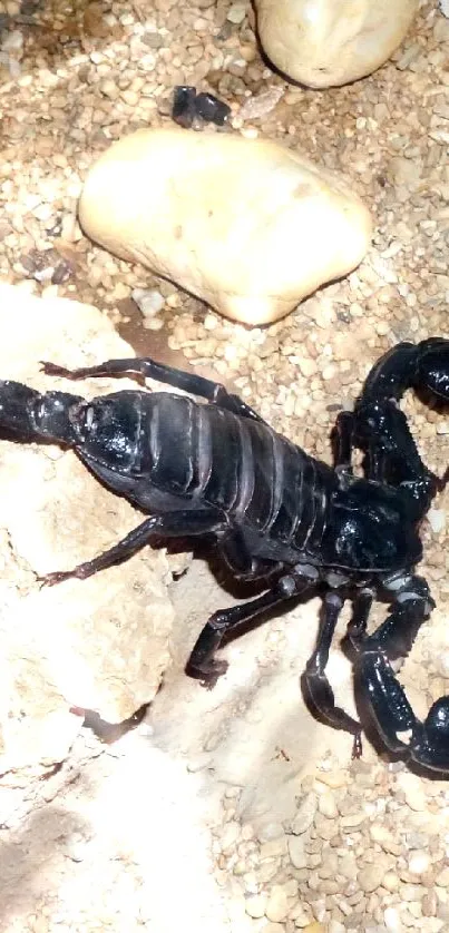 Black scorpion on a sandy surface under rocks.