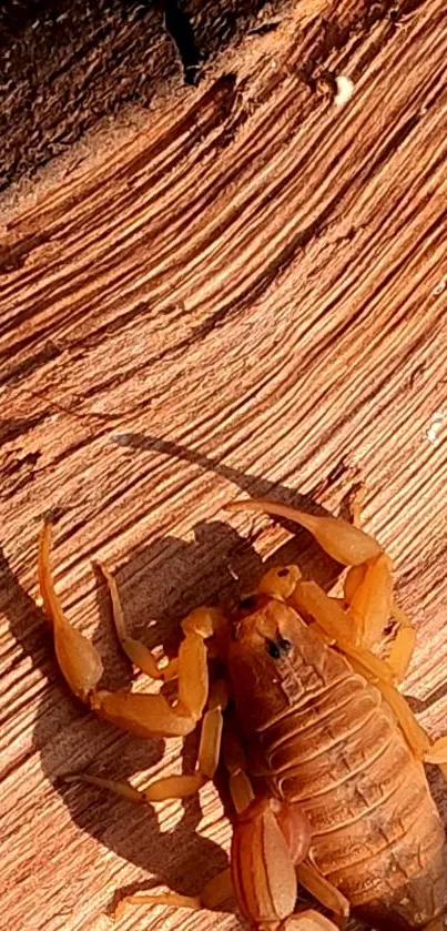 Scorpion on rustic wood basking in sunlight.