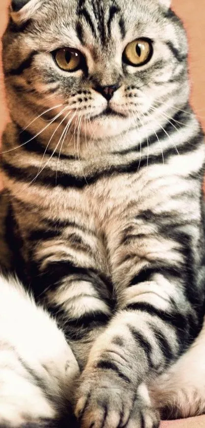 Adorable Scottish Fold cat sitting on a beige background.