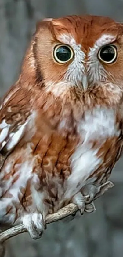 Screech owl perched on a branch in a detailed nature scene.