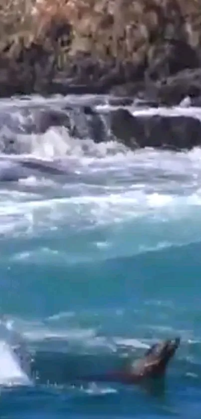 Seals playing in the vibrant blue ocean with rocky coastline backdrop.