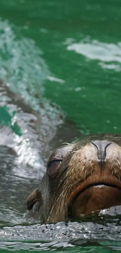 Sea lion swimming in deep green water, close-up view for mobile wallpaper.