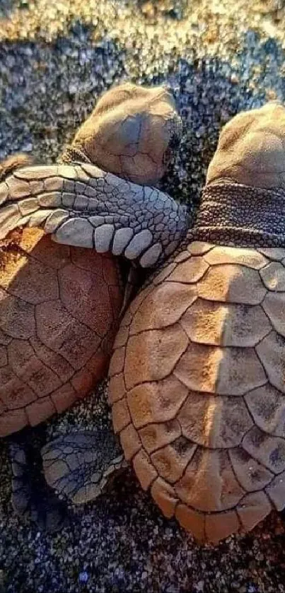 Two baby sea turtles resting on sandy beach under a blue sky.