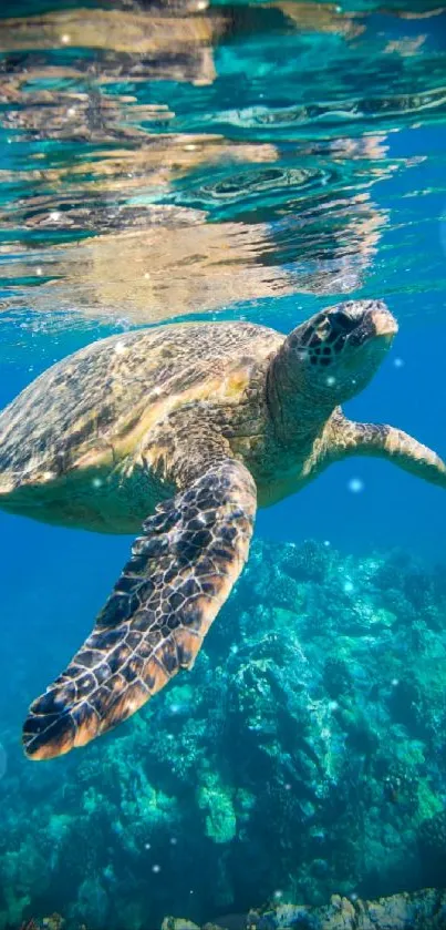 Sea turtle gliding in clear blue waters over a vibrant coral reef.