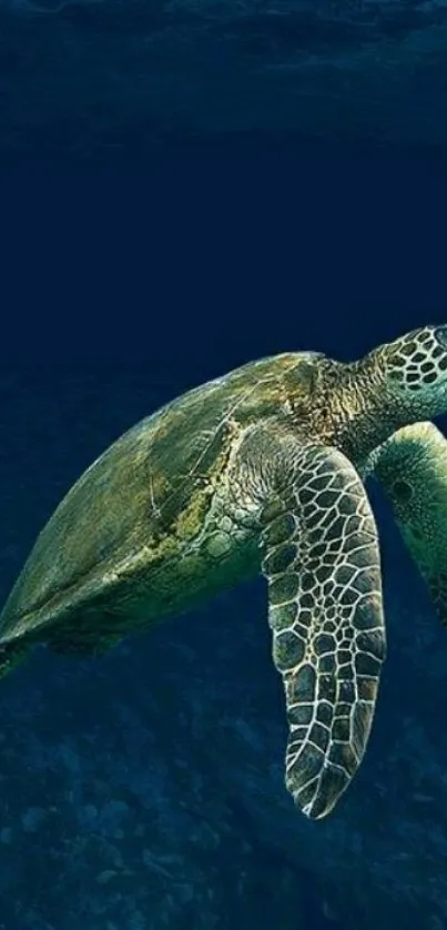 A graceful sea turtle swims through dark blue ocean waters.