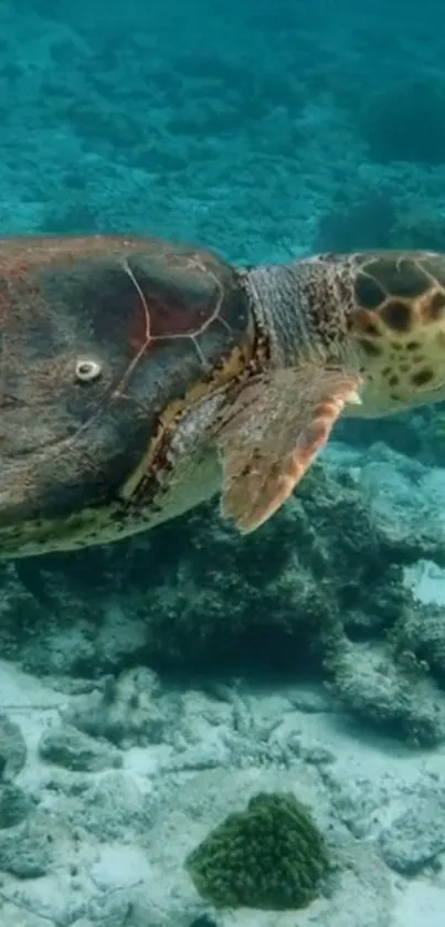 Sea turtle gliding through clear ocean waters over a bed of coral.