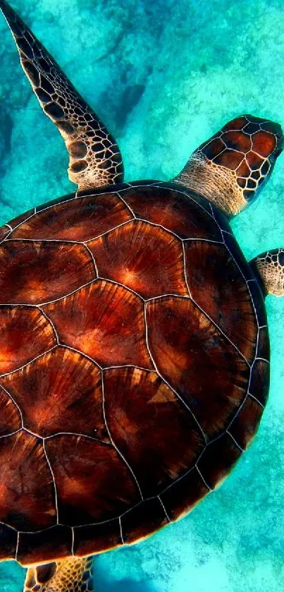 A sea turtle swimming gracefully in the vibrant blue ocean depths.