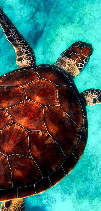 A sea turtle gracefully swims in clear turquoise waters.