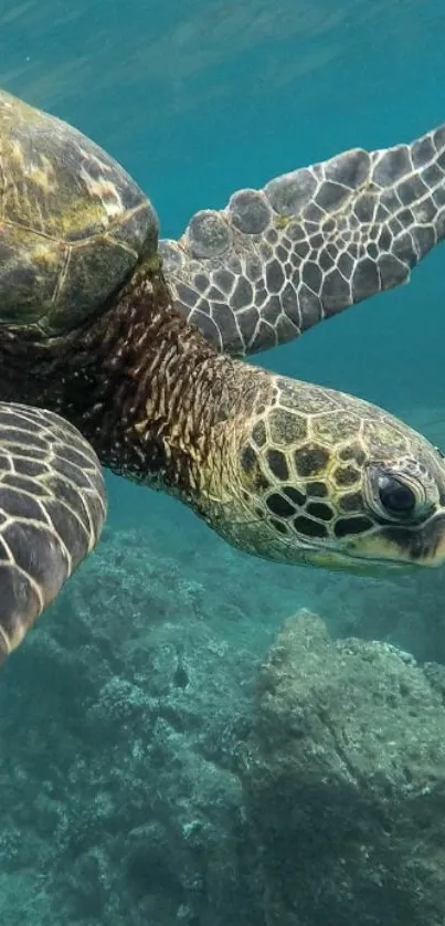 Close-up of a sea turtle swimming in clear turquoise ocean water.