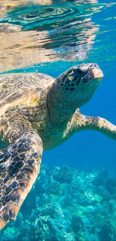 A sea turtle swimming in clear blue ocean waters with coral visible underneath.