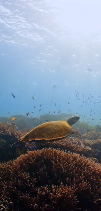 Sea turtle swimming above coral reef in clear blue ocean waters.