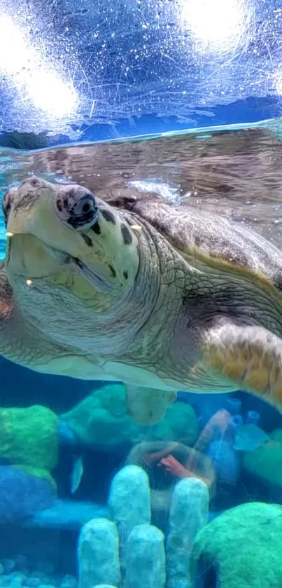 Underwater view of a sea turtle swimming in a clear, vibrant aquatic environment.