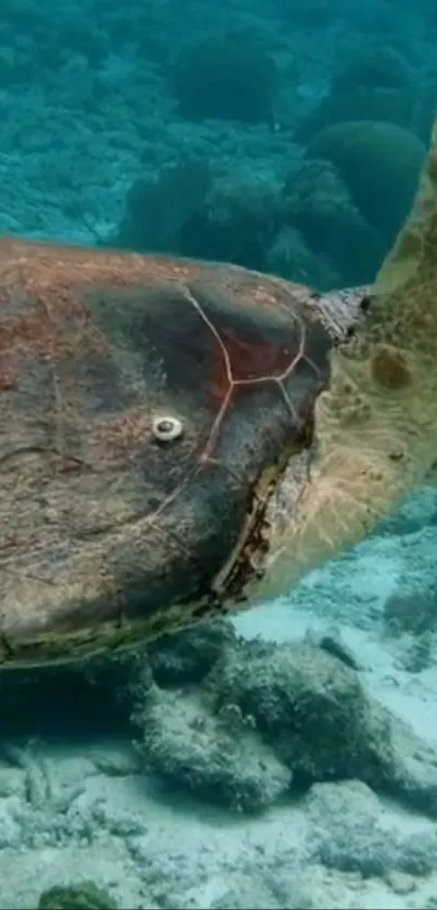 Sea turtle swimming underwater in clear ocean.