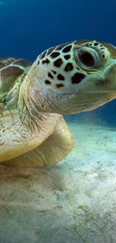 Serene sea turtle gliding in clear ocean waters.