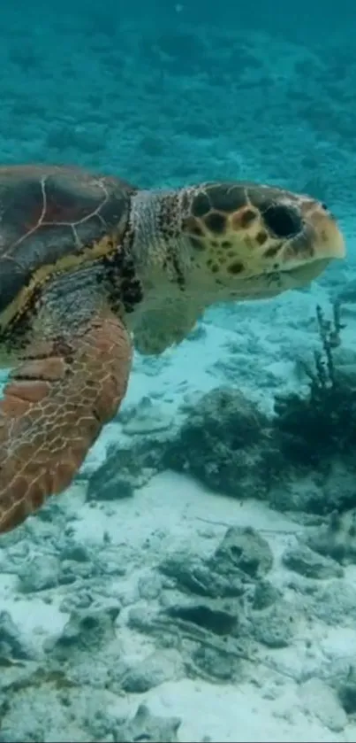 A serene sea turtle gliding underwater in a vibrant, clear blue ocean setting.