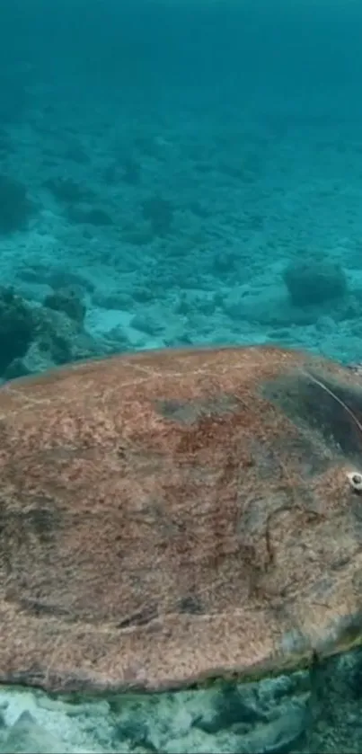 Sea turtle swimming above an underwater coral reef.