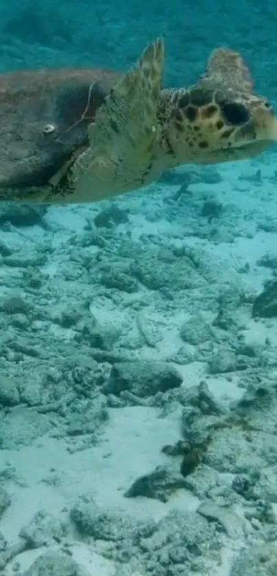 Sea turtle swims over coral reef in clear blue water, showcasing nature's beauty.