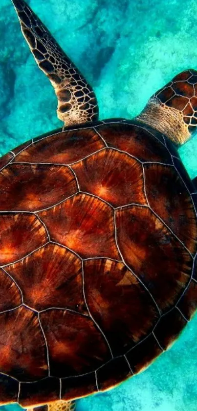 Sea turtle swimming in blue ocean water wallpaper.