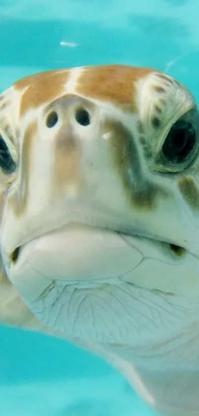 Close-up of sea turtle swimming underwater.
