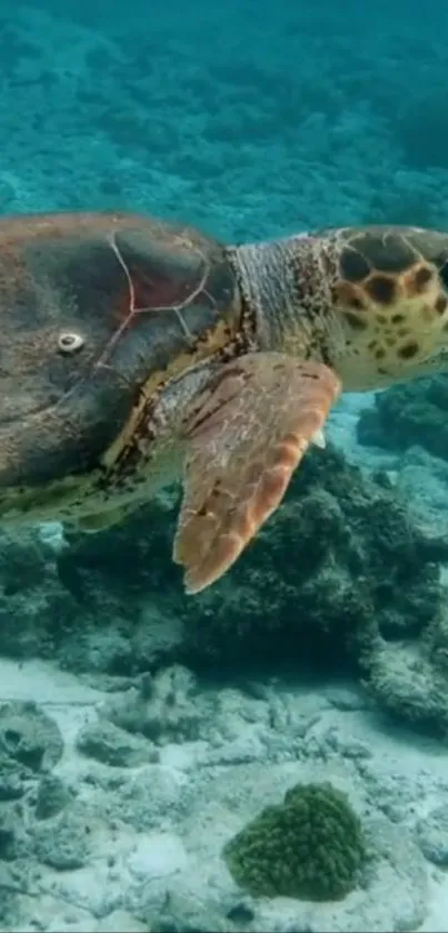 Majestic sea turtle swimming underwater amidst coral reefs.