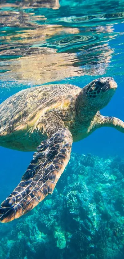 Sea turtle swimming in clear blue ocean waters.