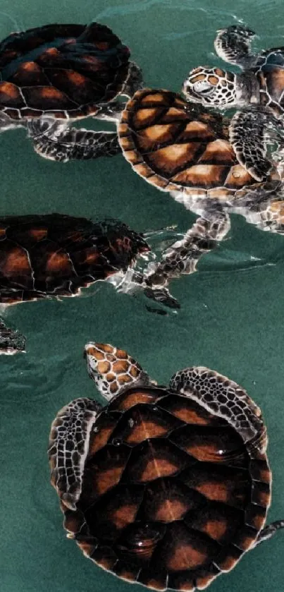 Beautiful sea turtles swimming in turquoise waters.