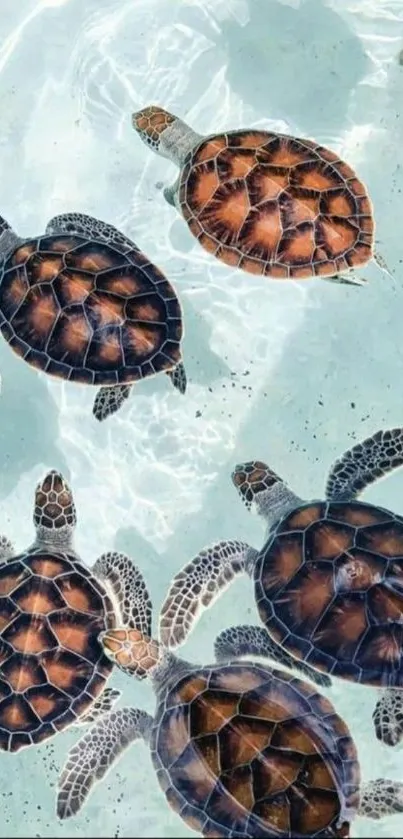 Sea turtles swimming gracefully in clear aqua waters.