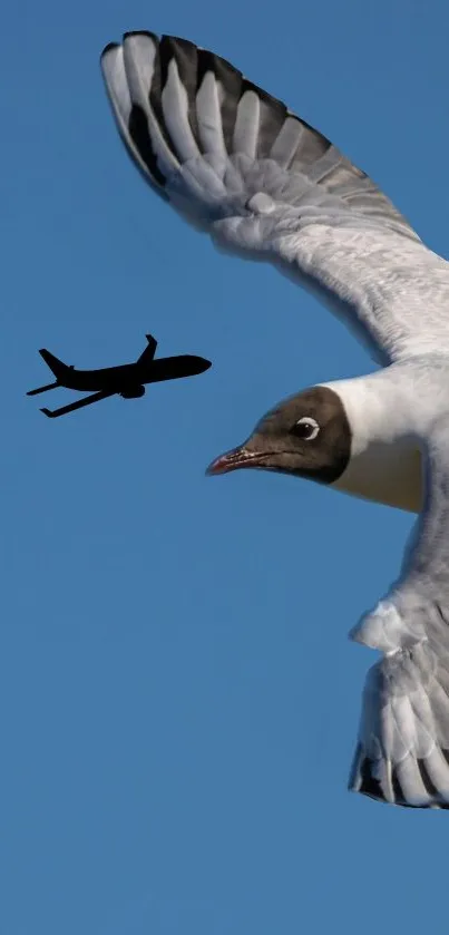 Seagull flying with an airplane silhouette against a clear sky.