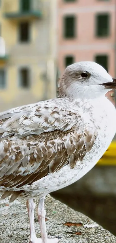 Seagull perched in front of colorful buildings, creating a serene urban scene.