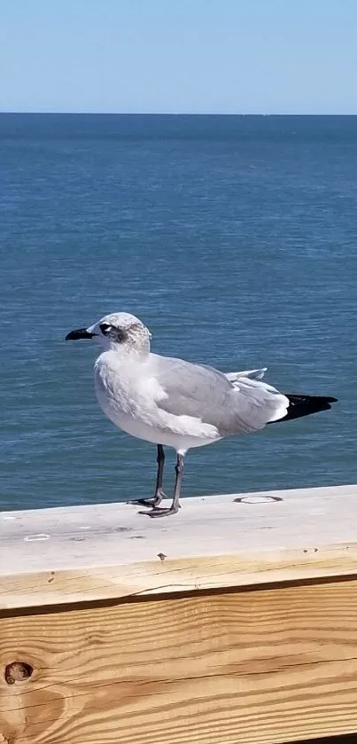 Seagull perched on a wooden railing by the ocean.