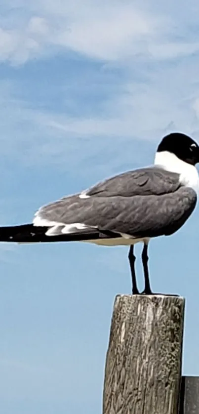 Seagull perched on a wooden pier against a blue sky backdrop.