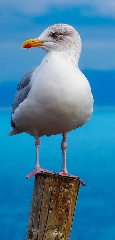 Seagull perched on a wooden pole with a blue ocean and sky backdrop.