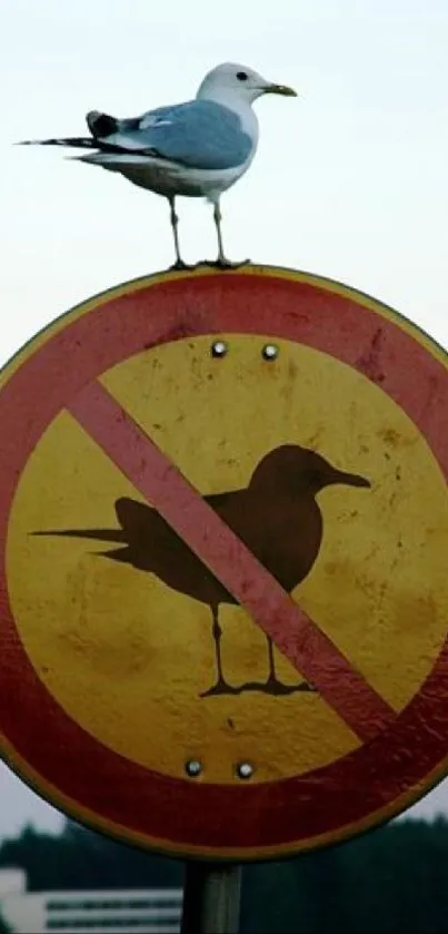 Seagull perched on no-birds sign at dusk.