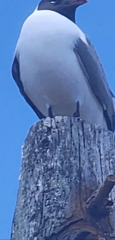 Seagull perched on wooden post against sky.