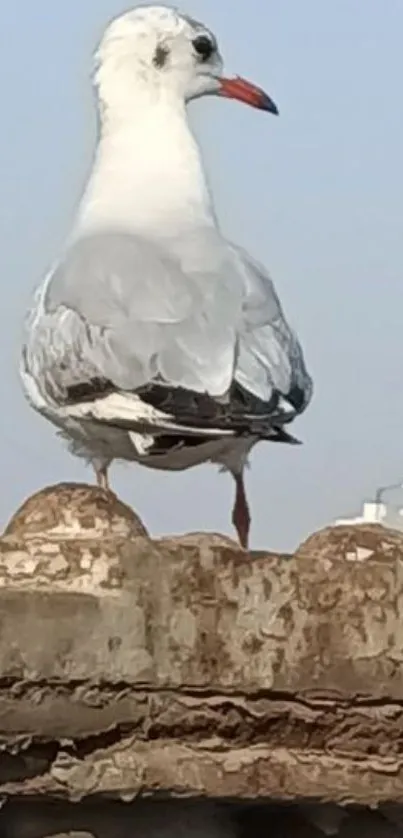 Seagull perched on a rustic rooftop with cityscape background.