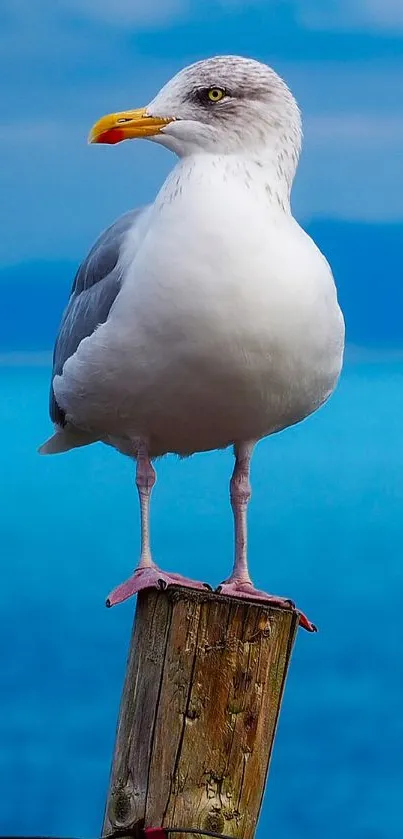 Seagull perched on post with ocean backdrop.