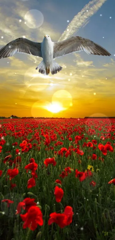 Seagull flying over poppy field at sunset.